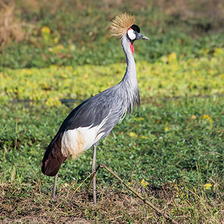 South Luangwa - Grey crowned crane